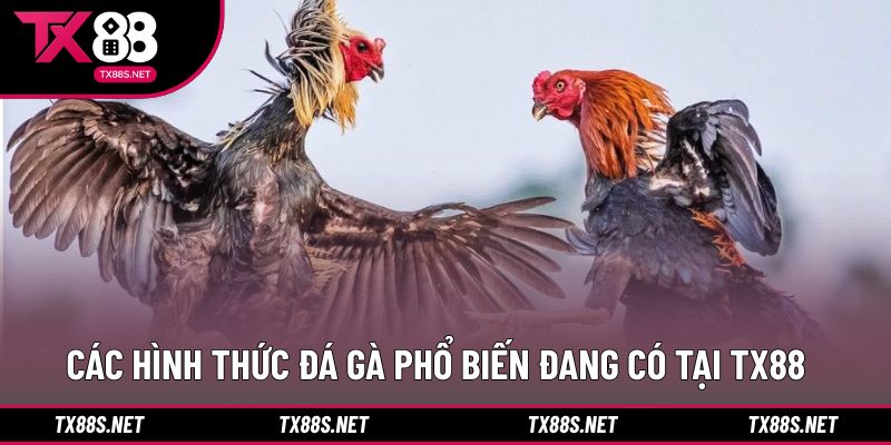 Các loại hình thi đấu được nhiều người quan tâm tại nhà cái