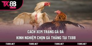 Cách xem trạng gà đá